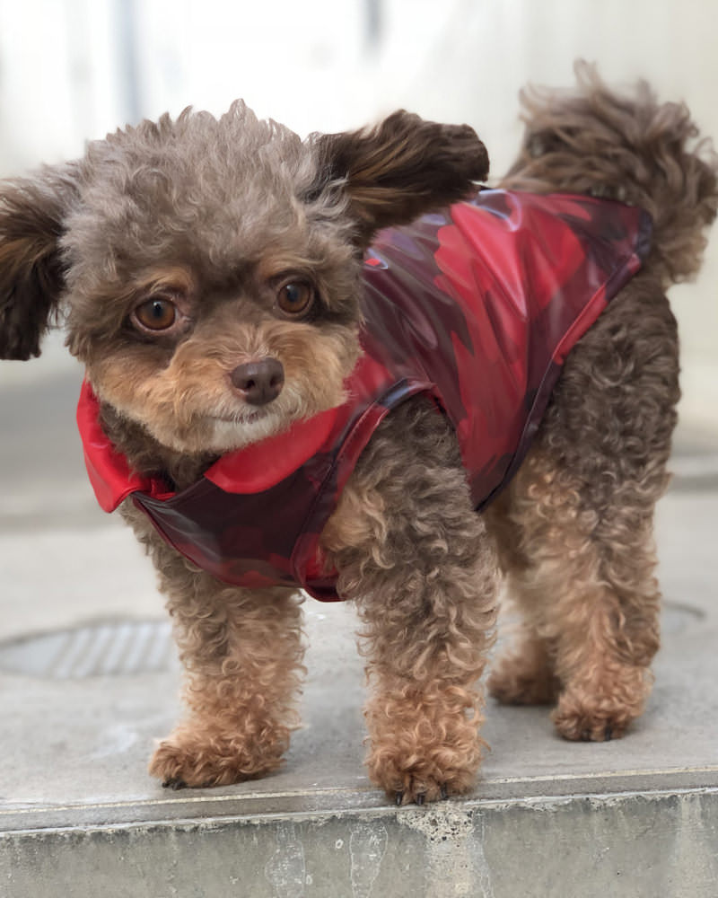 モンクレール 犬用ダウン リバーシブル レア moncler mondogMoncle