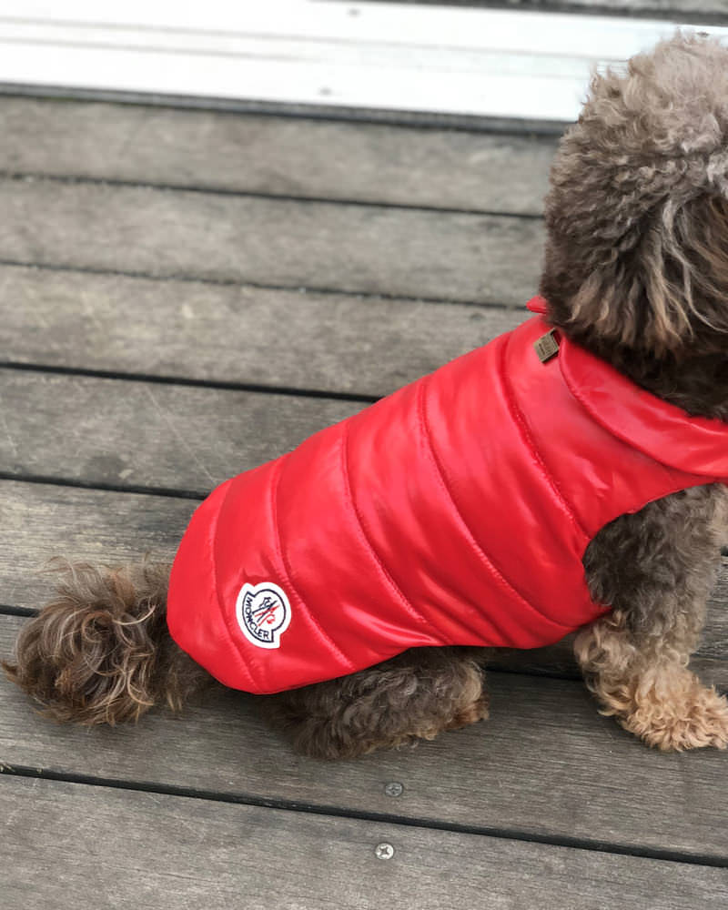 モンクレール Mondog 犬用ダウン2way 在庫商品 モンクレール Moncler ダウン専門通販サイトmstore