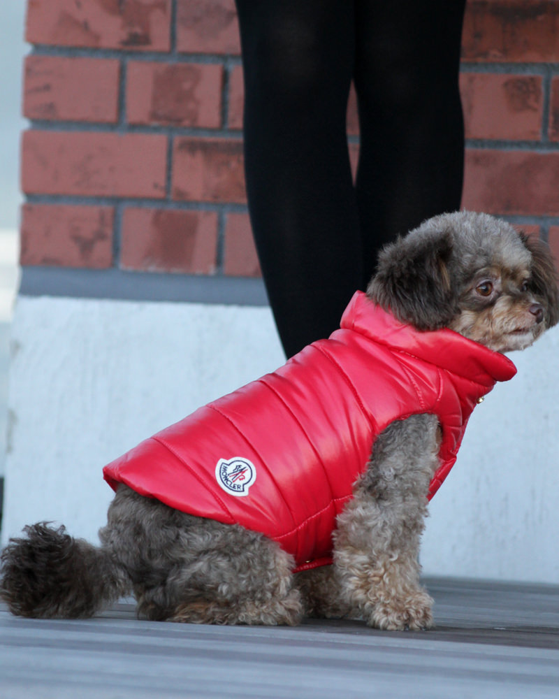 Mondog 犬用ダウン 在庫商品 レッド Moncler モンクレール ダウン専門通販サイトmstore